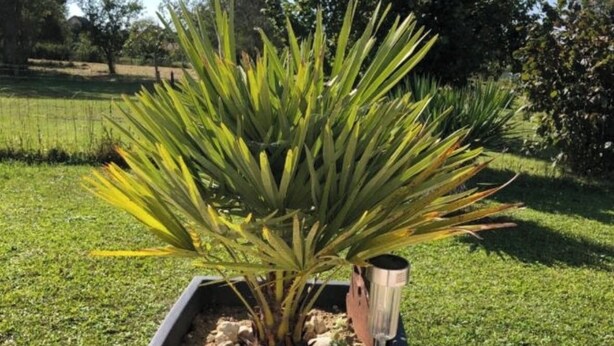 A potted plant with long, spiky leaves in a rectangular planter. - Country house with a change of scenery (Velet)