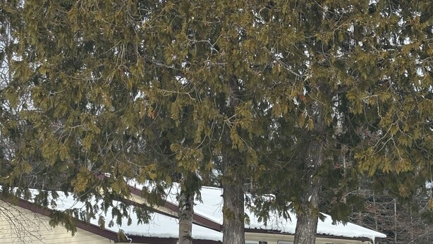 A snow-covered outdoor area with a wooden sign reading "Ravens Nest." - Lake Huron views, ideally located in Eastern UP.Has deck, wildlife, and privacy. (Hessel)