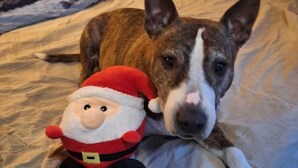 A dog lying on a bed with a plush toy. - Chalet in the forest - HOUSE WITH LIFE AND LOVE FOR PEOPLE AND DOGS (Borkwalde)