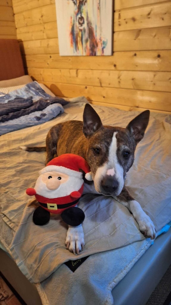 Chalet Im Wald- Haus Mit Leben Und Liebe Für Mensch Und Hund - Brandenburg
