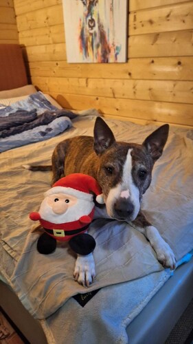 Chalet in the forest - HOUSE WITH LIFE AND LOVE FOR PEOPLE AND DOGS