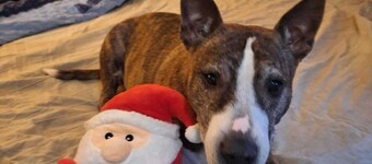 Chalet in the forest - HOUSE WITH LIFE AND LOVE FOR PEOPLE AND DOGS