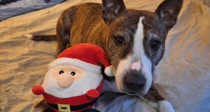 Chalet in the forest - HOUSE WITH LIFE AND LOVE FOR PEOPLE AND DOGS