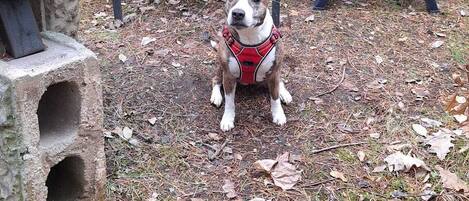 Um cão sentado em chão coberto de folhas, com uma mesa e cadeiras ao fundo.