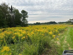 A field of yellow flowers with a path leading through it, surrounded by trees.