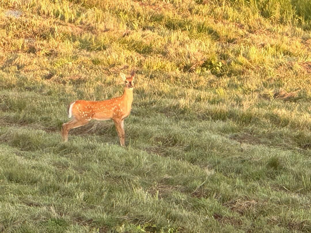 A deer in a grassy field.
