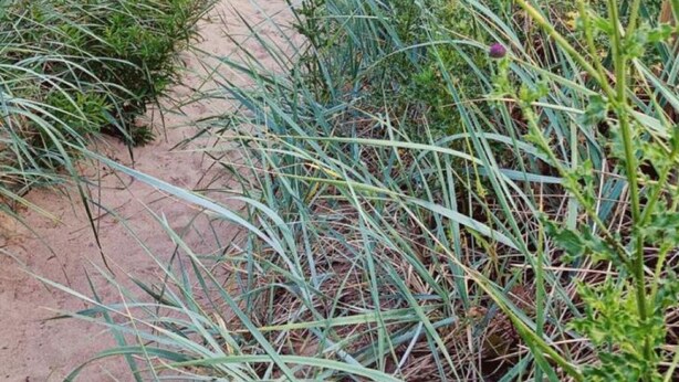 Camí de sorra cap al mar, delimitat per tarrons de fusta i plantes en flor.