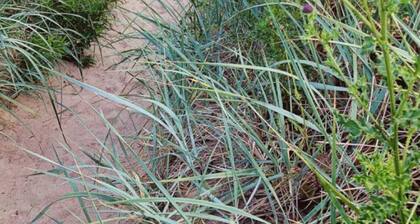 "Die Mündungswohnung" by Interhome