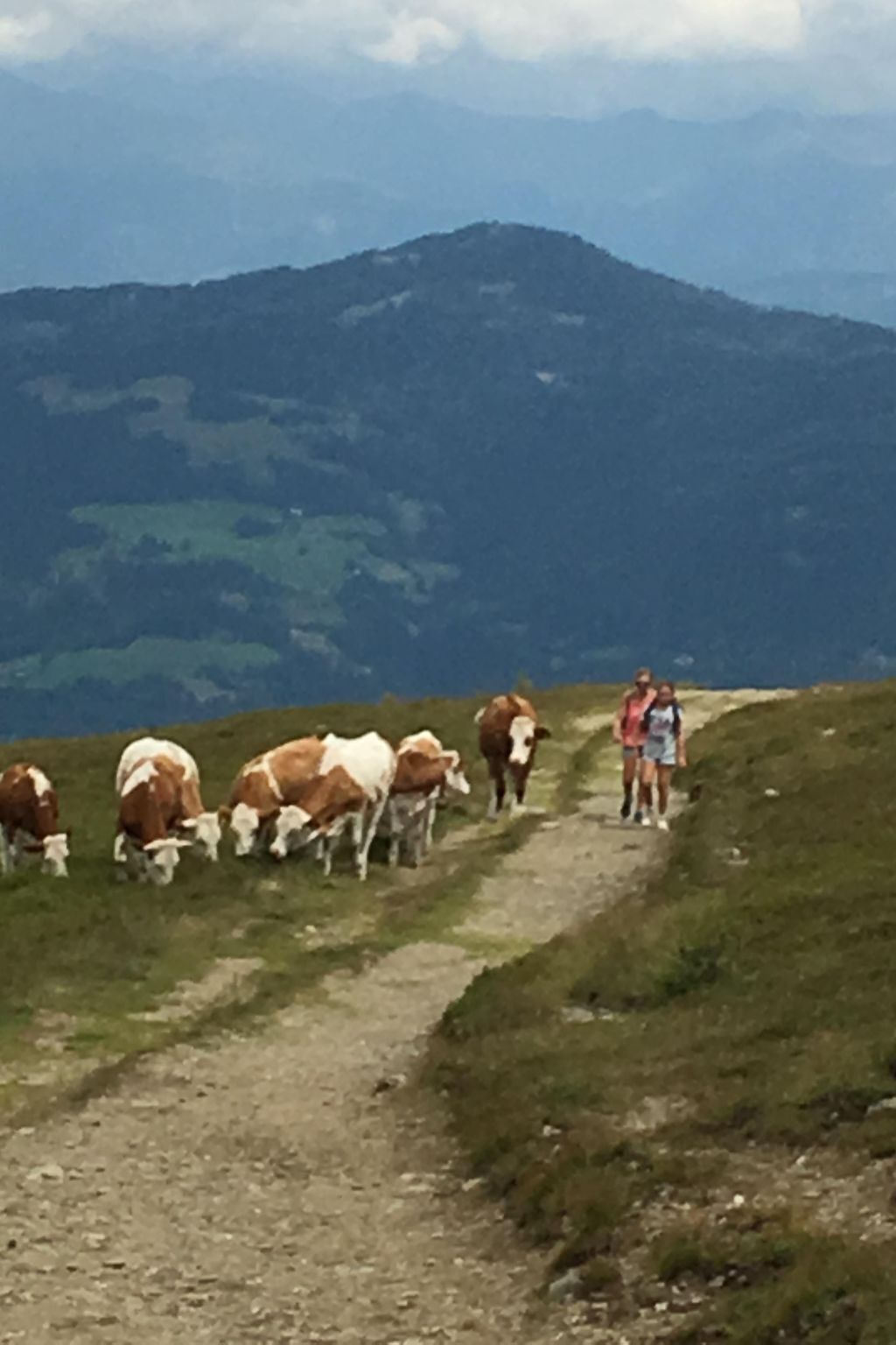 A dirt path with cows grazing and a person walking.