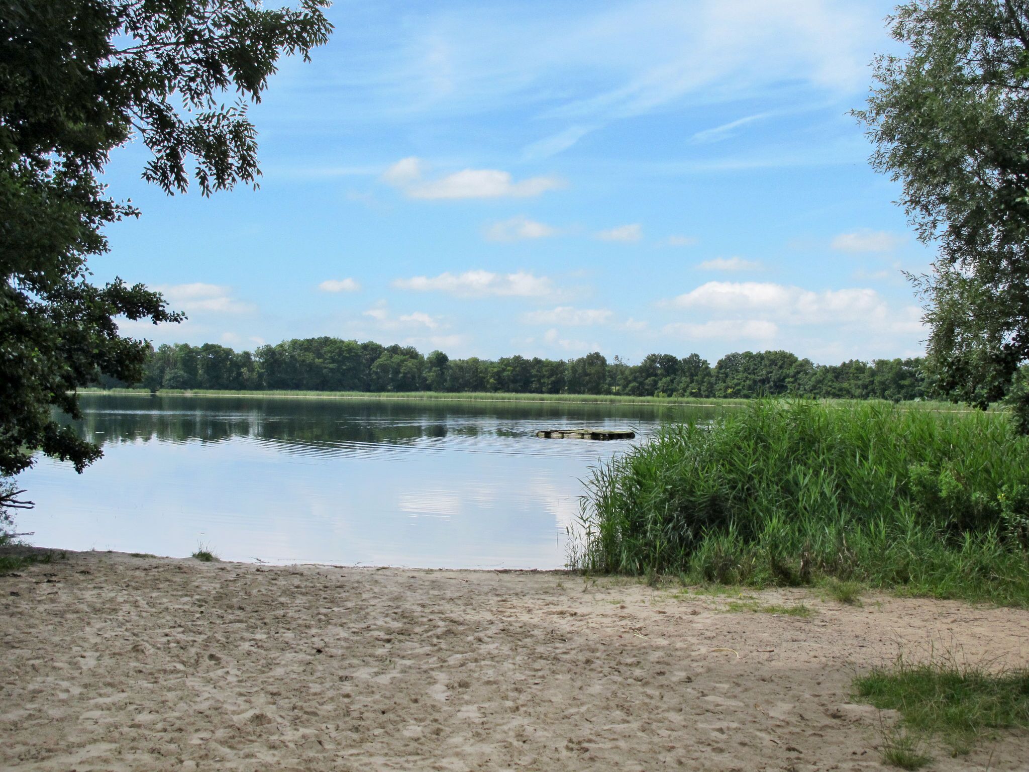 A calm lake with a sandy shore and dense greenery in the background.