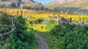 Een landelijk landschap met een duidelijk pad dat door een omheind gebied loopt, omgeven door begroeiing en een kleine beek.