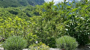 Potted plants on a stone ledge with a mountainous backdrop.