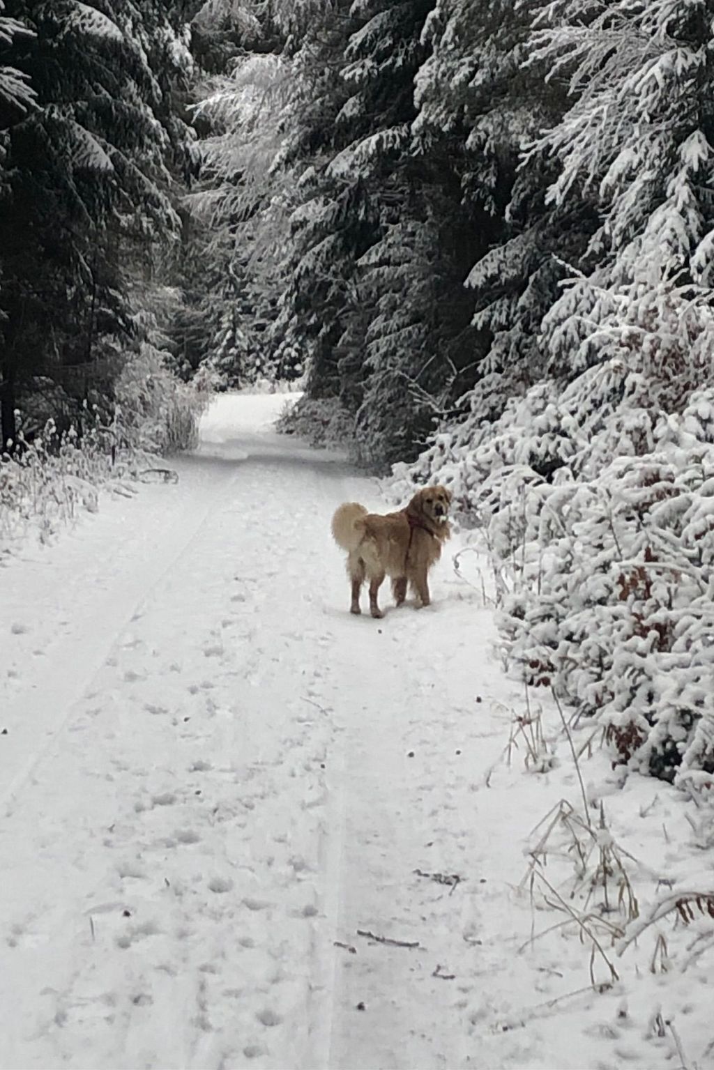 Ein verschneiter Pfad, gesäumt von schneebedeckten Bäumen.