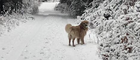 Ein verschneiter Pfad, gesäumt von schneebedeckten Bäumen.