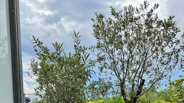 Una zona esterna moderna con divano e cuscini, un albero in vaso e vista su un giardino.
