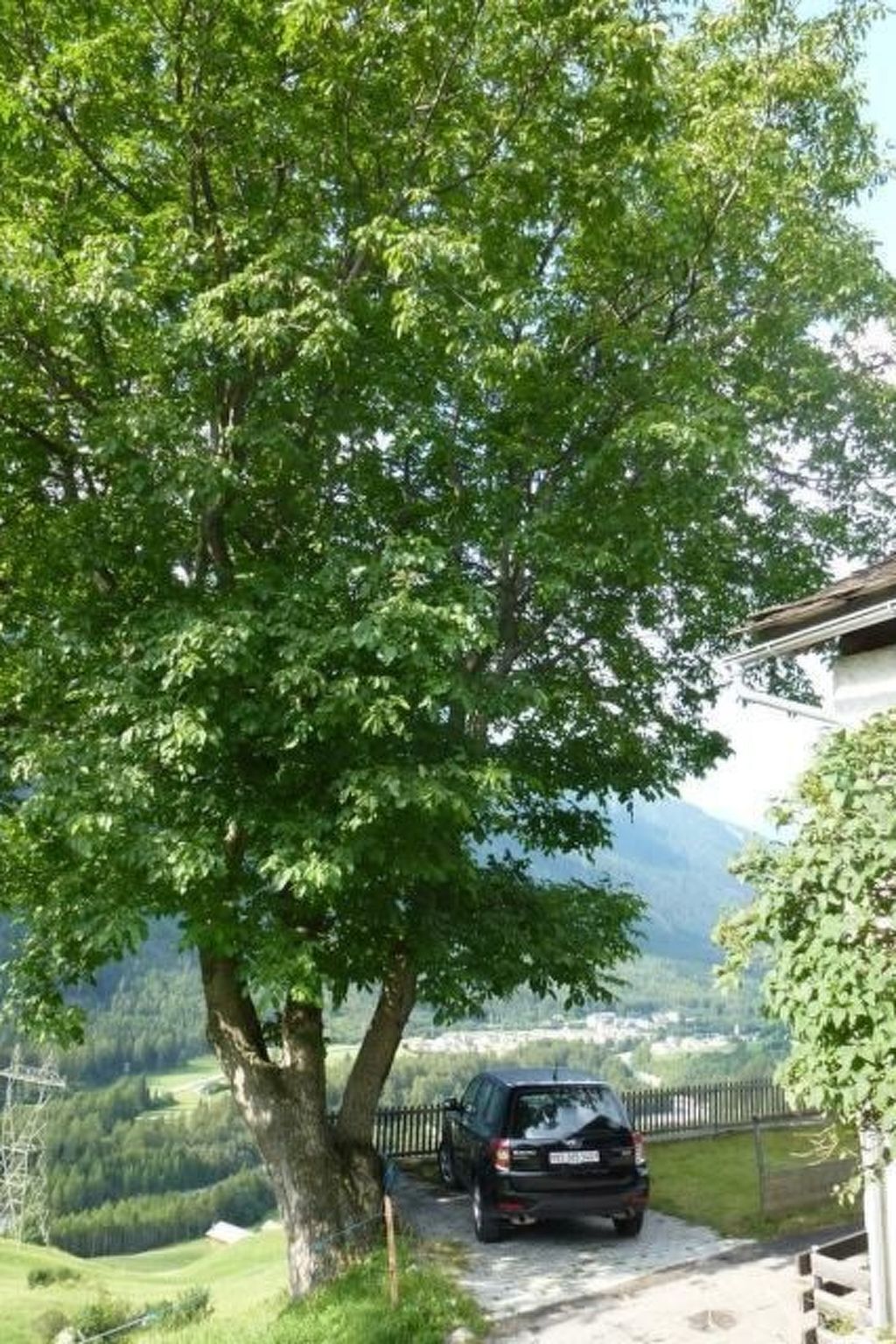 Un coche aparcado bajo un árbol grande, con vista a un paisaje montañoso.