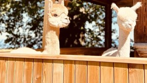 Eine Holzhütte mit geneigtem Dach, möglicherweise ein Stall oder eine Schutzhütte.