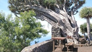 A large tree with a unique twisted trunk and a wooden bench in front. - Nettes Ferienhaus in Tijarafe mit Privatem Pool und Panoramablick by Interhome (Tijarafe)