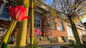 A red tulip in a garden with a brick building in the background.