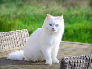 A white cat sitting on a wooden deck with wicker furniture. - Blackthorn für 6 Personen by Interhome (Jabbeke)