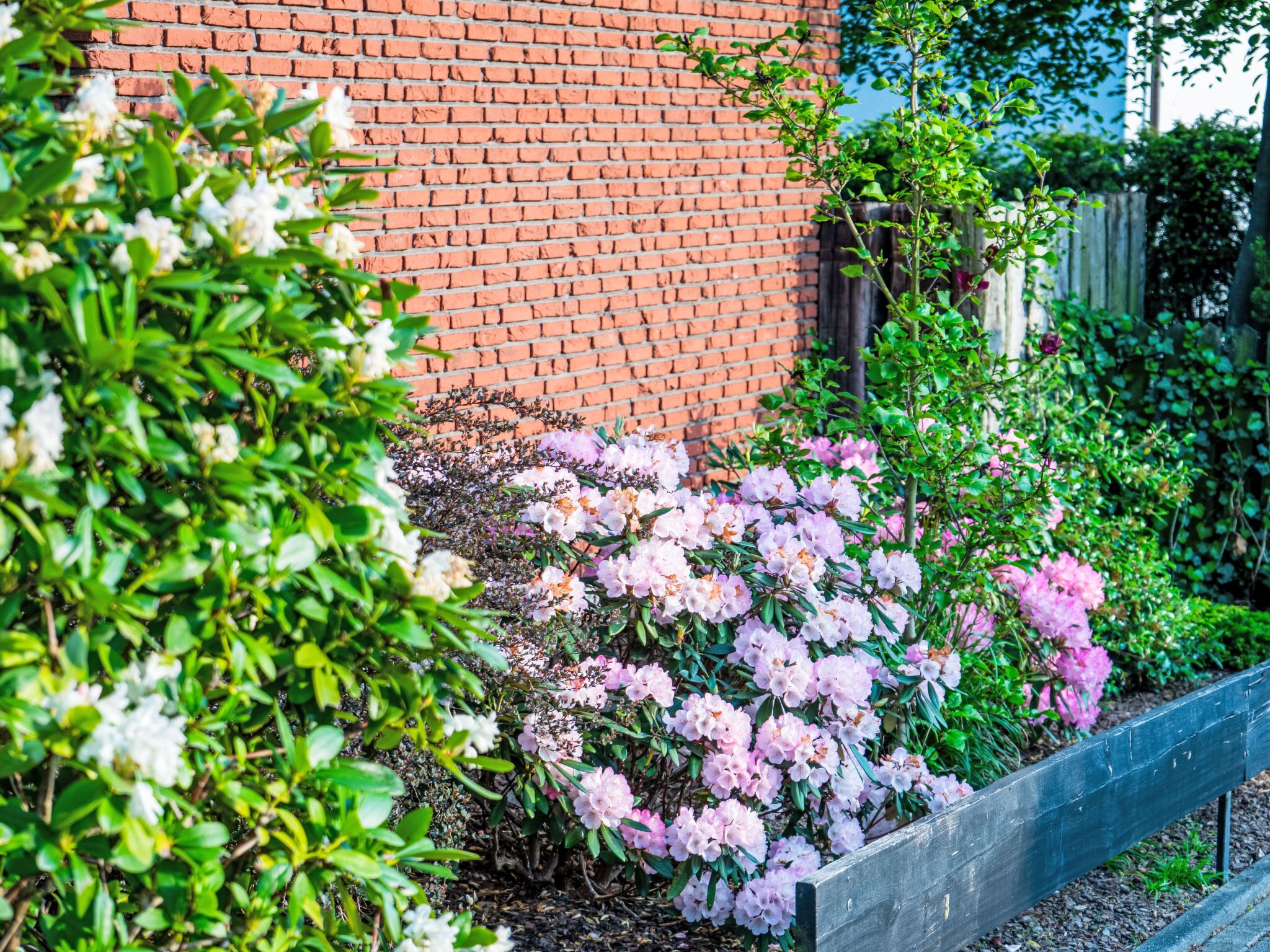 A garden with flowering shrubs and a brick wall.