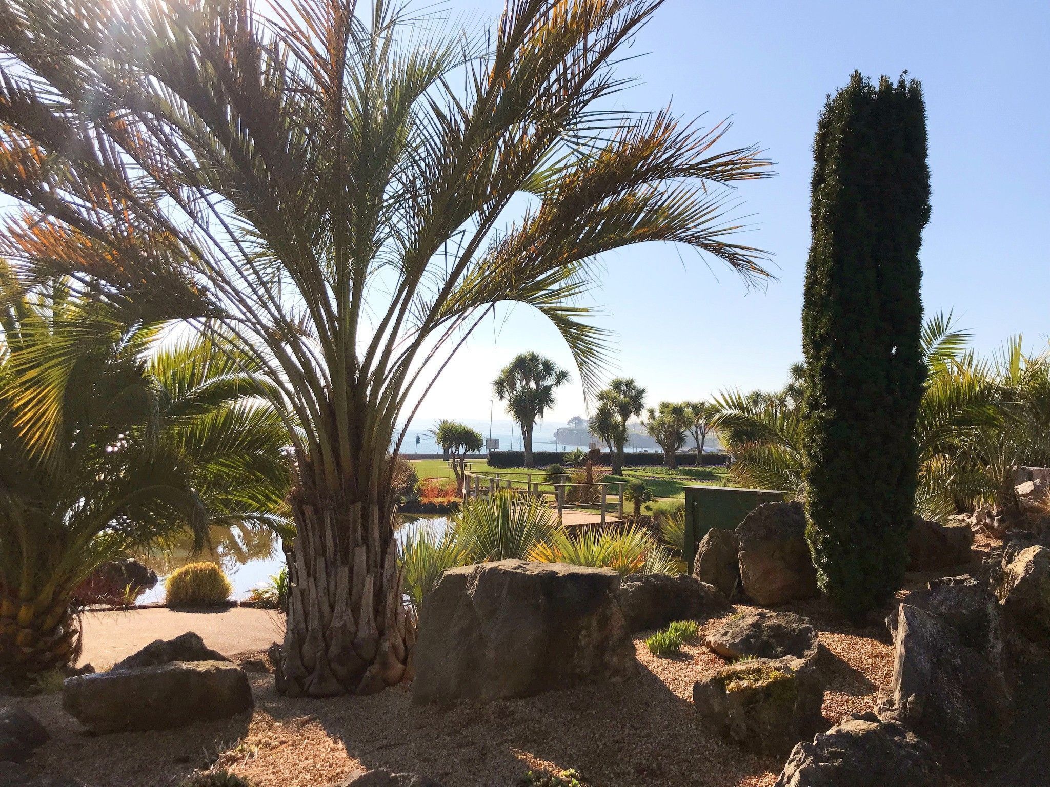 A landscaped garden with palm trees, a tall conifer, and a body of water.
