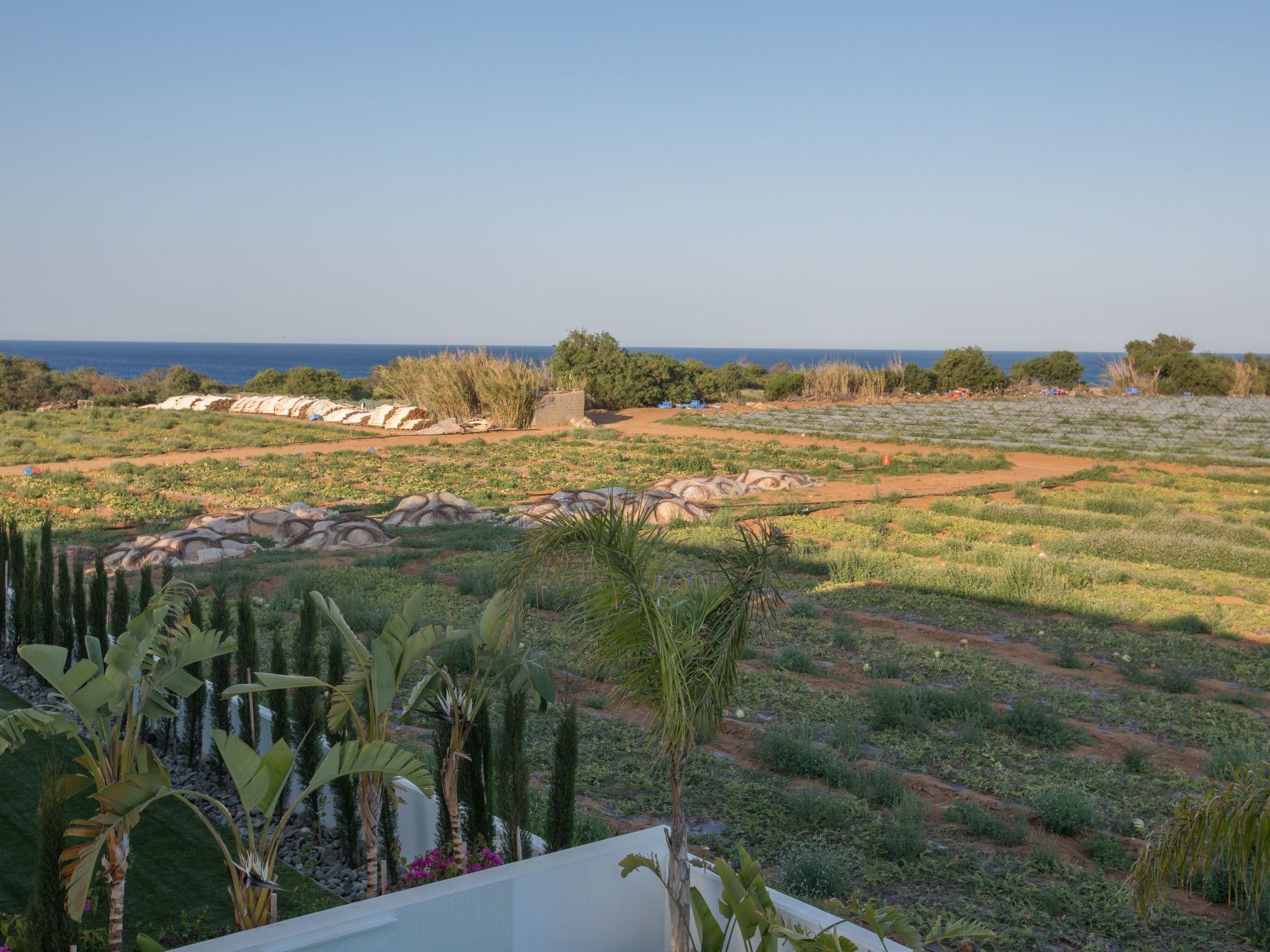 A coastal landscape with terraced fields, palm trees, and a clear view of the sea.