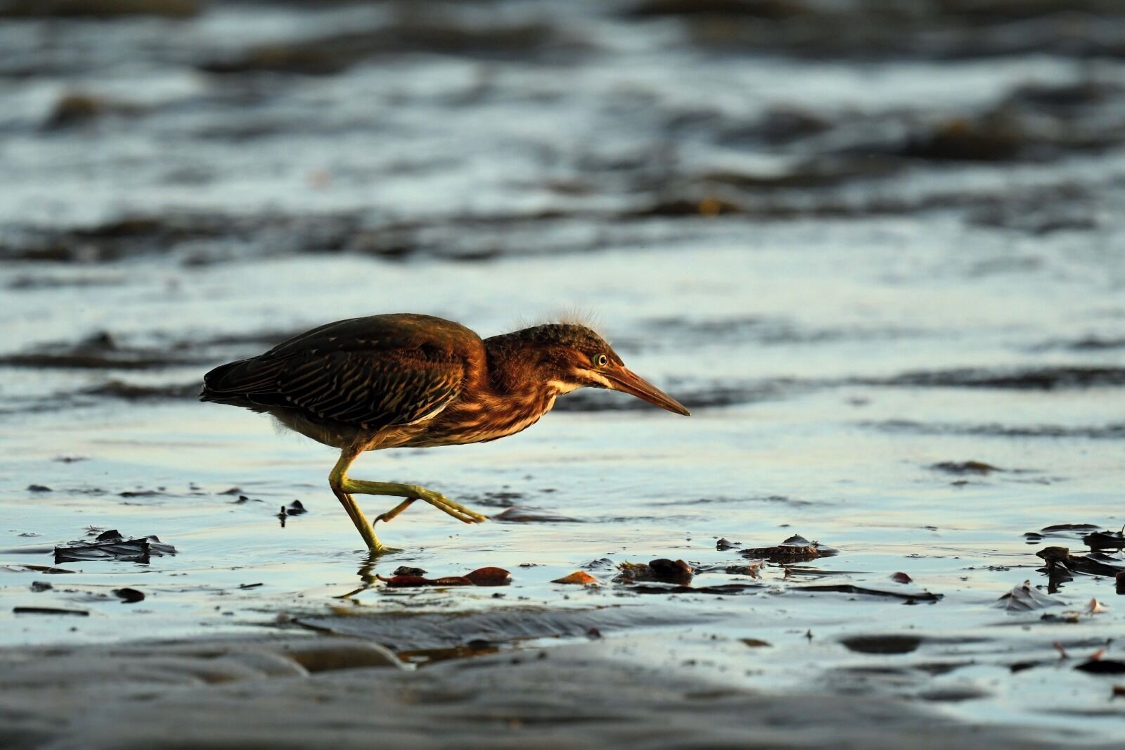 Un oiseau marchant sur une surface mouillée.