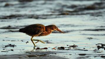 Un oiseau marchant sur une surface mouillée.