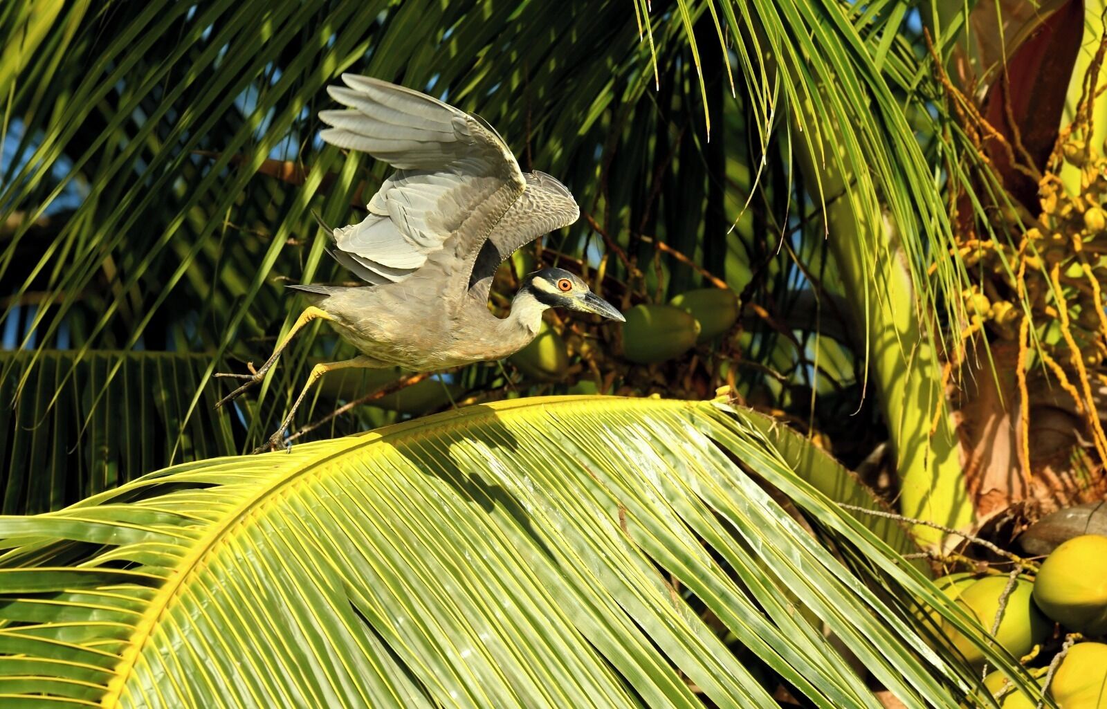 A bird perched on a palm tree with coconuts.