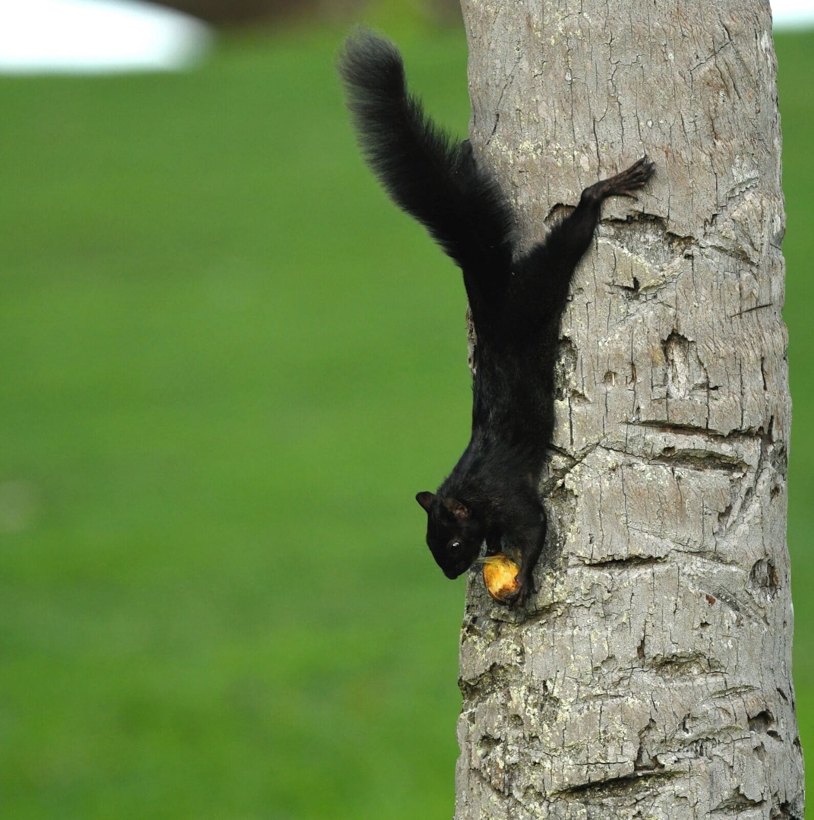 A black animal climbing a tree.