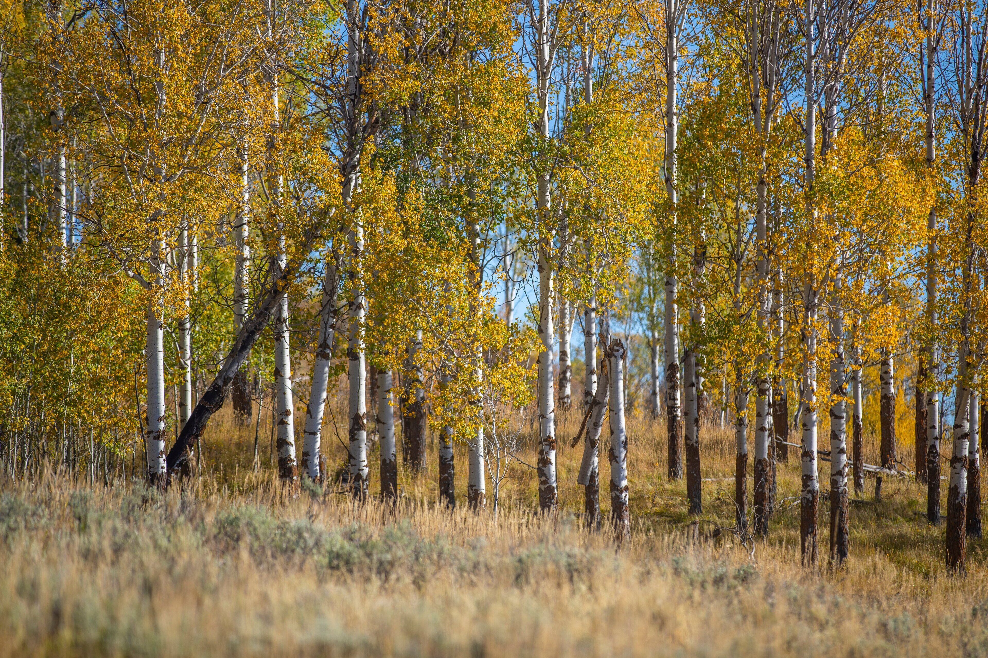 A forest of birch trees with yellow leaves.