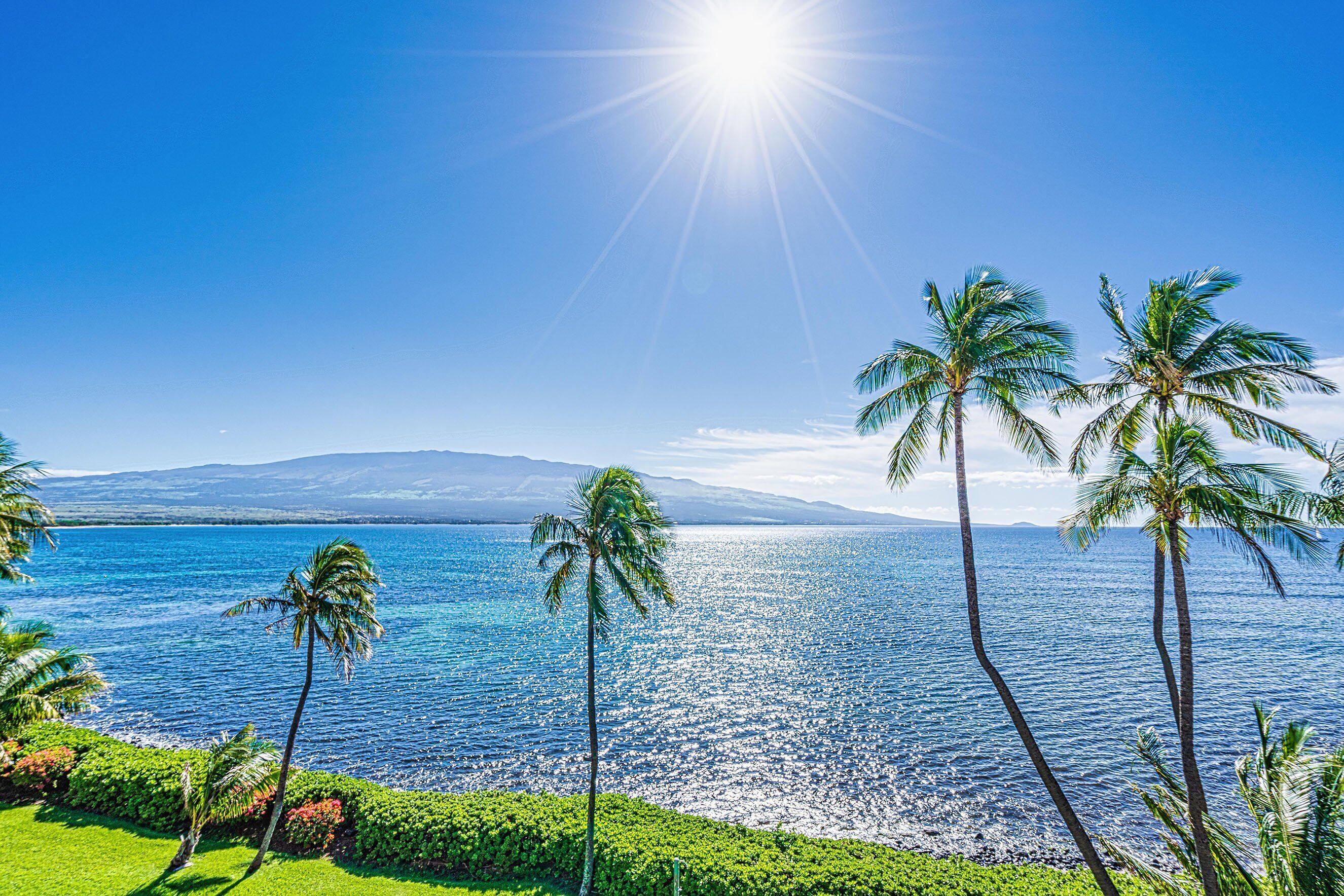 A tropical beach with palm trees and a clear view of the ocean.