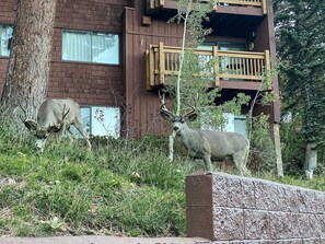 Interior - Walk to Canyon Lodge! Ski Back! Modern Space (Mammoth Lakes)