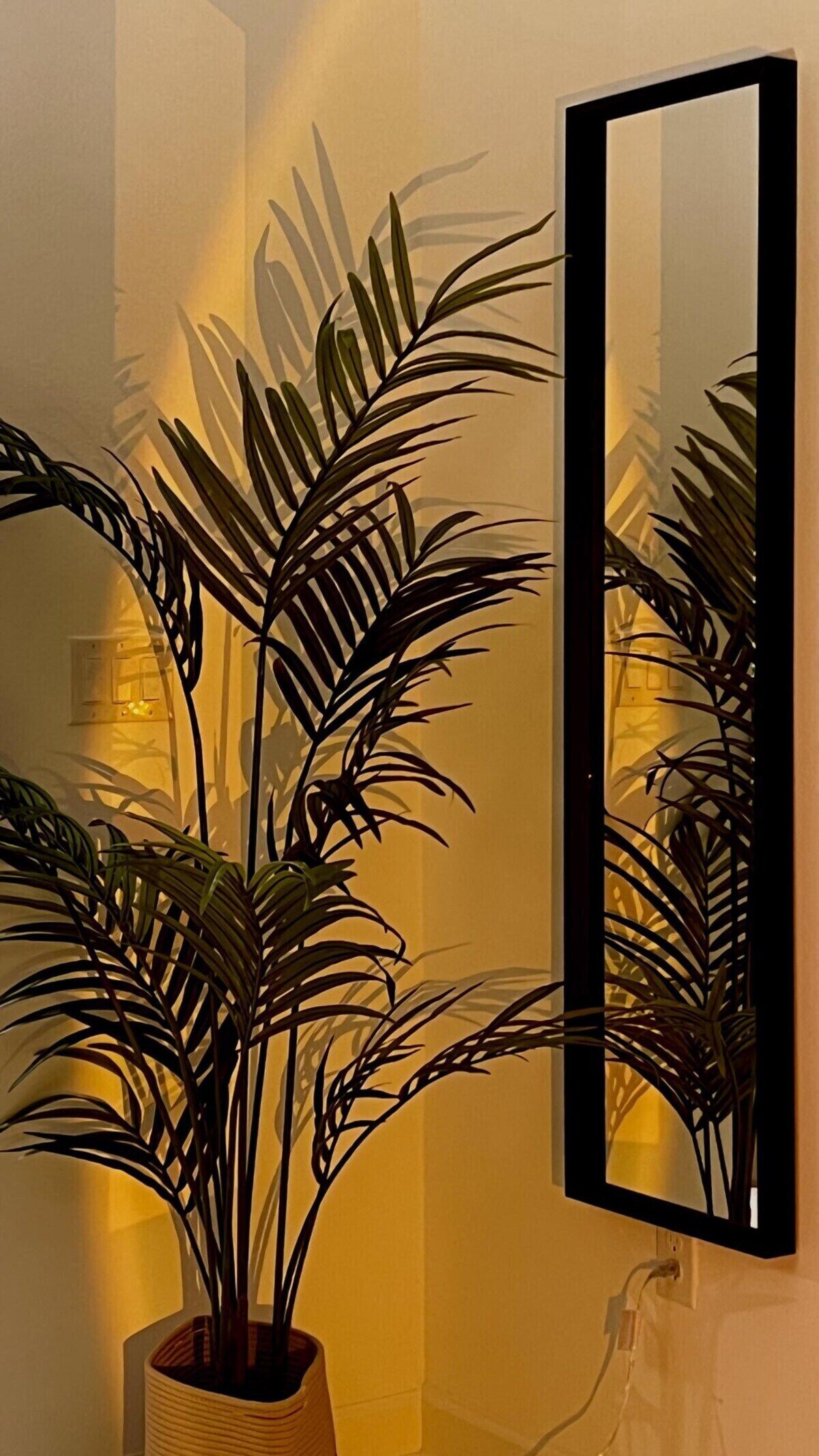 A potted plant with long, dark leaves in front of a wall-mounted mirror.