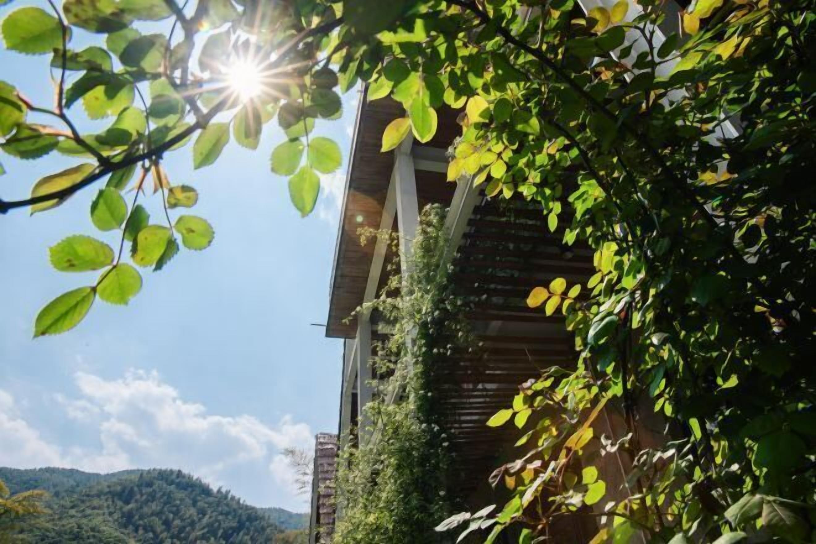 A building with a wooden facade partially covered by climbing plants, surrounded by greenery and a clear sky.