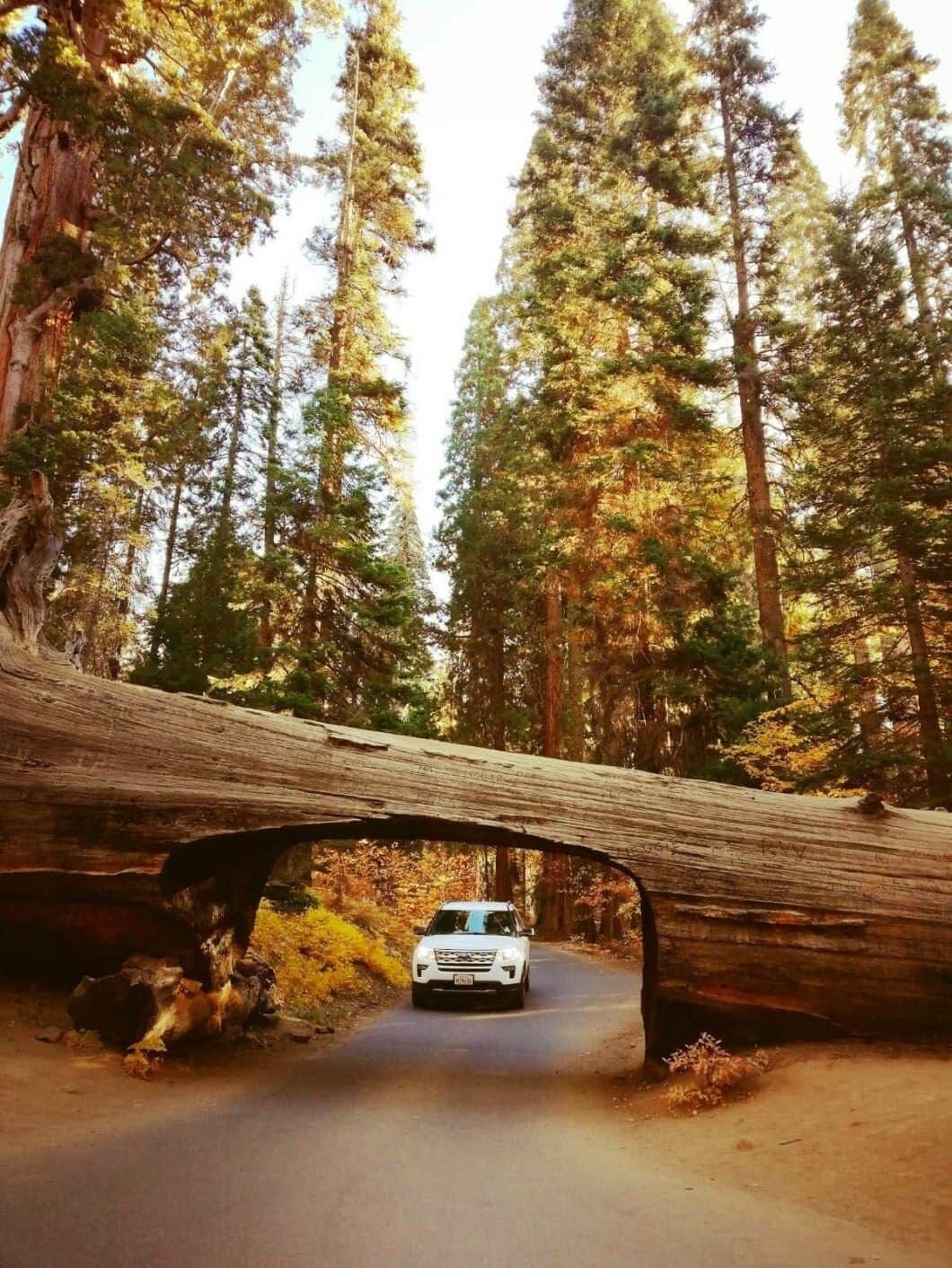 A white car driving under a fallen tree on a forest road.