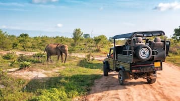 Safari