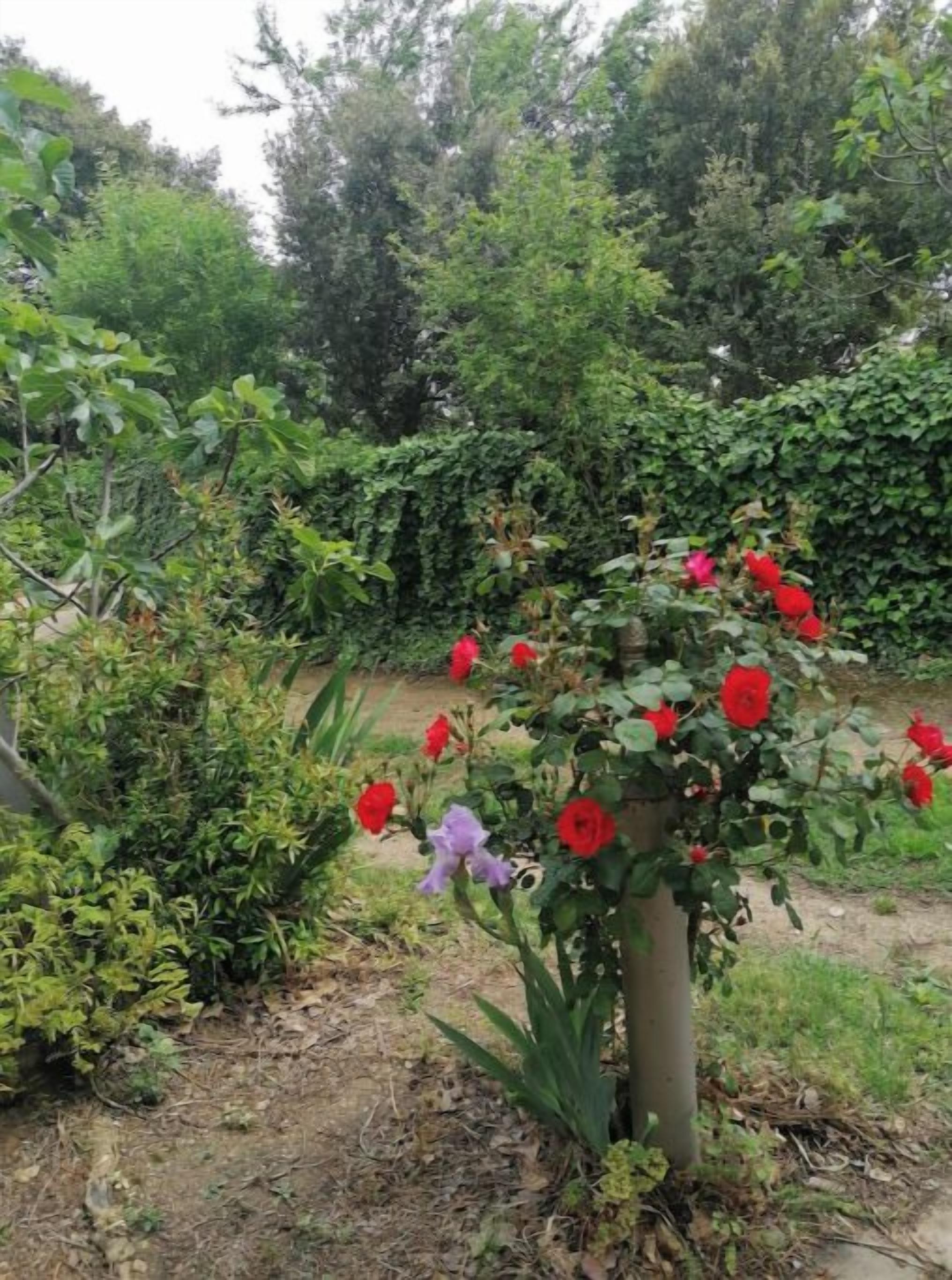 Un jardin agrémenté de fleurs rouges et violettes, d’un feuillage vert et luxuriant, et d’un chemin bien tracé.