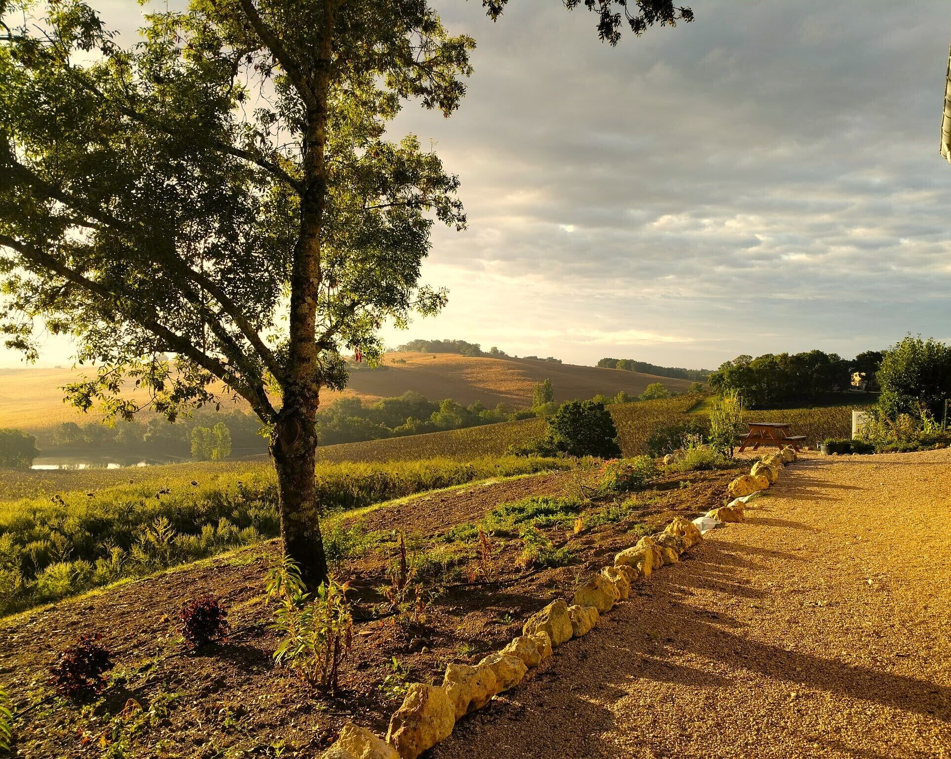 Un vignoble avec des rangées de vignes, un arbre au premier plan et un chemin de gravier.