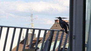 A pigeon perched on a balcony railing with a view of a building's roof and antenna in the background. - Munich Finest Apartments 19 by Interhome (Munich)