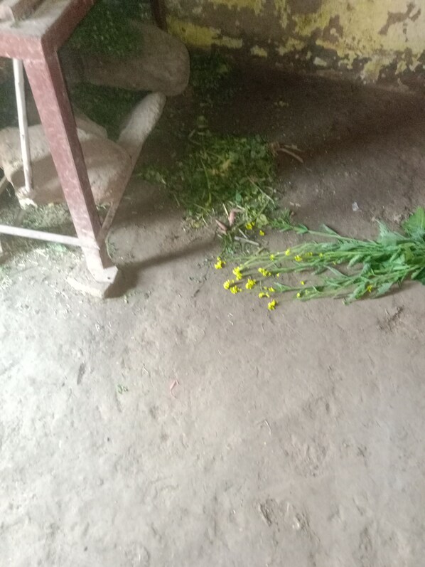 Miscellaneous - Doufdhg (Al Quwaiiyah)