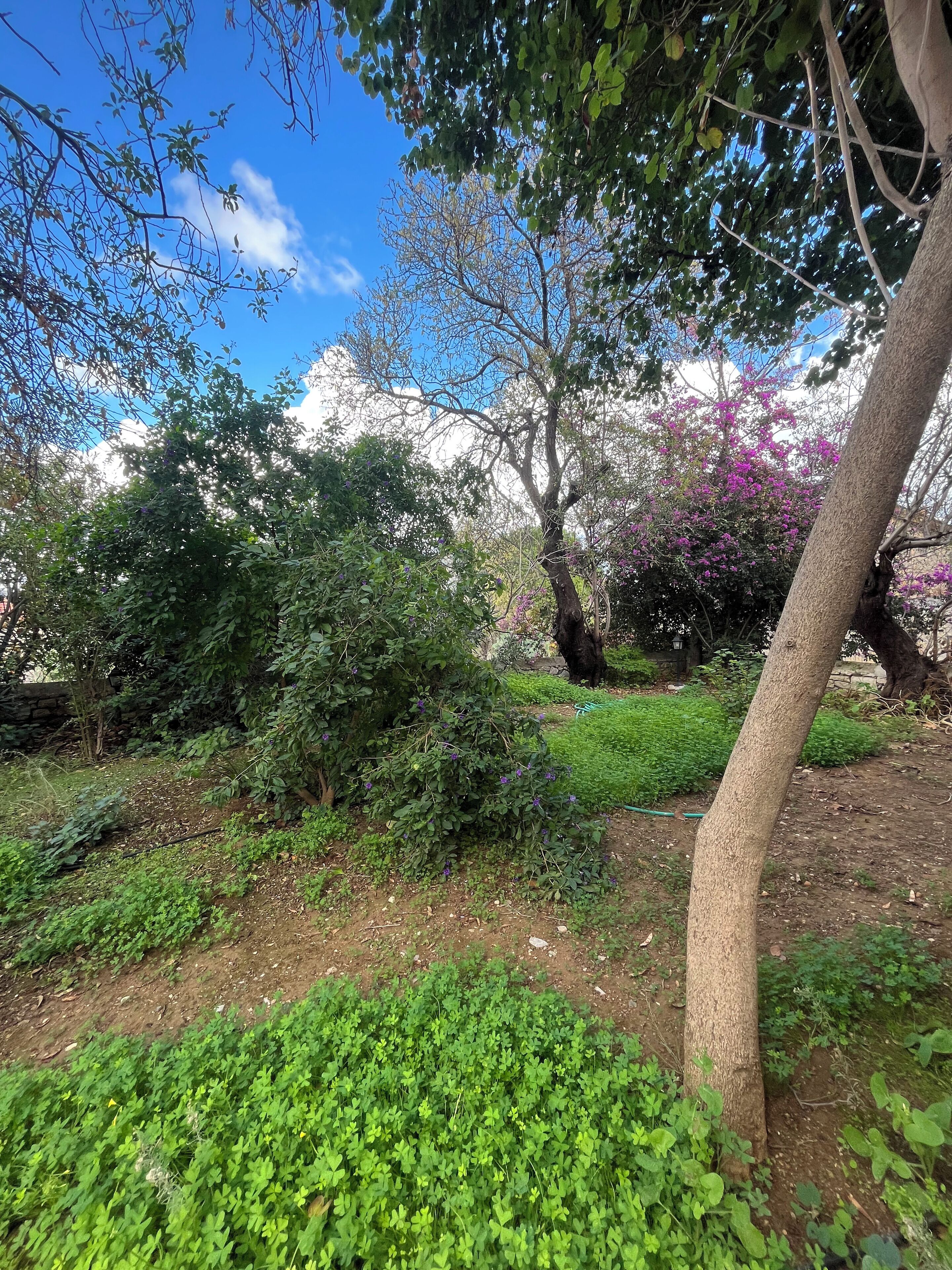 Junior-Studiosuite, Gartenblick | Unterkunftsgelände
