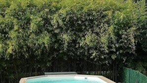 Ein hölzernes Whirlpool im Garten mit Rasen und einem Bambuszaun im Hintergrund.