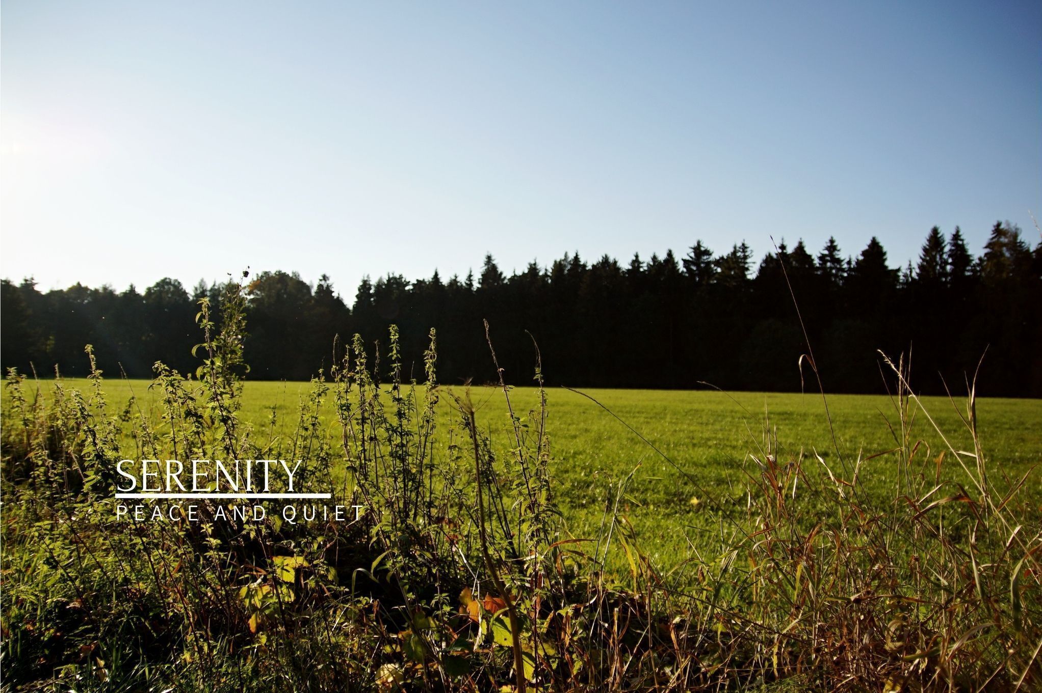 A serene field with a clear sky and a line of trees in the background.