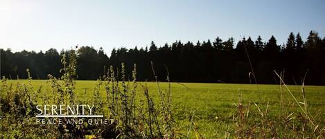 A serene field with a clear sky and a line of trees in the background.