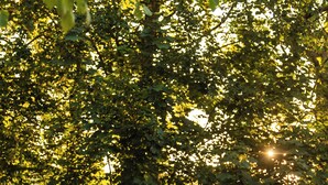 Ein Baumstamm mit Pflanzen und einer Bank in einem Garten.