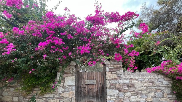 A stone wall with a wooden door, surrounded by vibrant pink bougainvillea flowers. - Zeytin Evi (Datca)