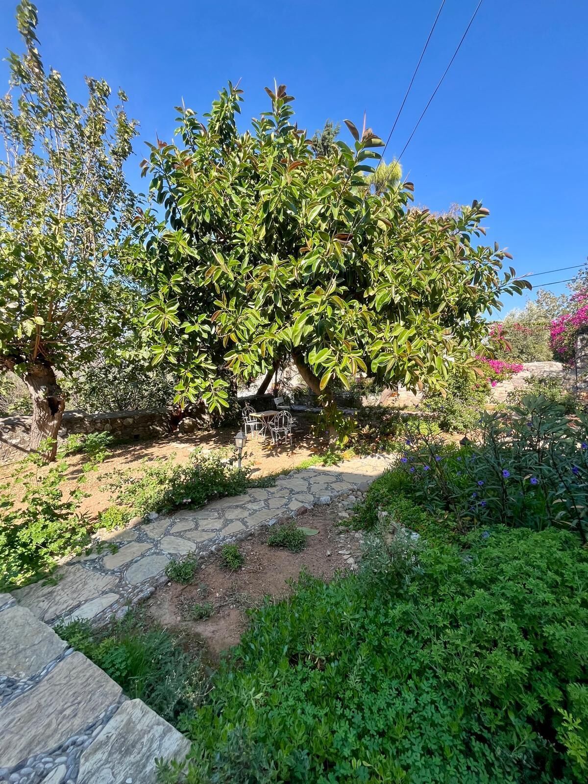 Un jardin avec un chemin de pierres, une table et des chaises, ainsi qu’une variété de plantes et d’arbres.