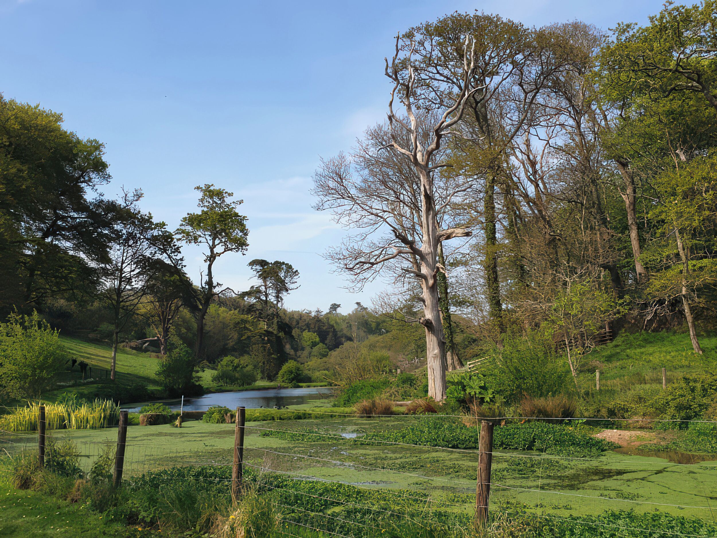 Paesaggio naturale con uno stagno, alberi e una zona erbosa.
